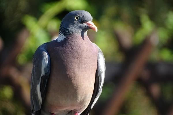 2023年春节过后 天秤座结婚的概率大吗