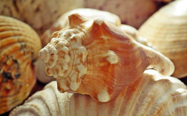 百变巫女 摩羯座2023年运势