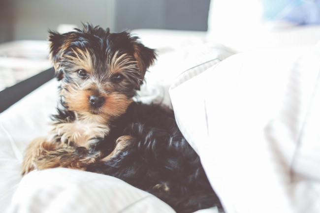 火命最旺的公司名字大全 火命人起公司名字