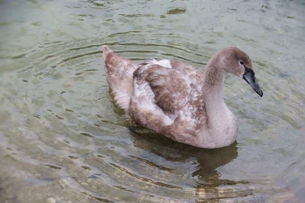 2023年春节期间助力摩羯感情走势的贵人星座