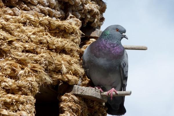 2023年白羊座女的运势分析 财运爆棚 感情开花