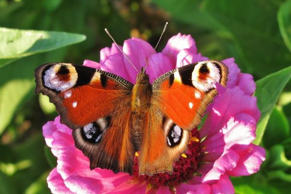 双鱼座2023年幸运色和幸运数字，分别是什么