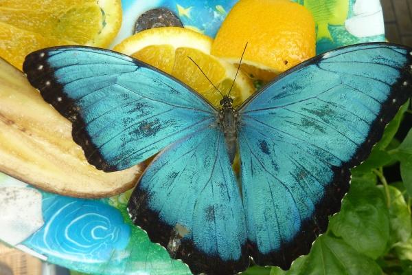 教育机构起名字大全集三个字 免费教育公司起名大全