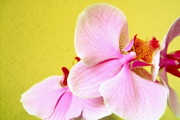 公司五行属火最吉利的字 五行属火的人公司名字怎么起