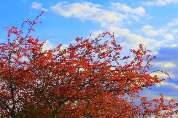 十二星座2023年1月份桃花运势排行 具体排名