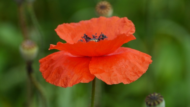 2022年腊月廿五是开业的好日子吗 能否事业辉煌捷报传