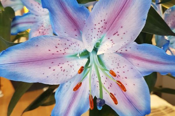 2022年腊月廿四是开业的最佳日子吗 能否日进斗金财神闹