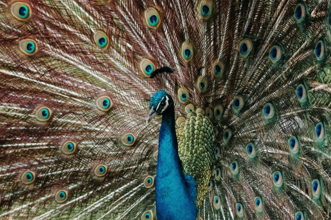 闹闹女巫  12星座周运势：1212~1218