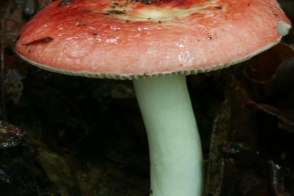 判答 金牛座本周运势详解12.12-12.18