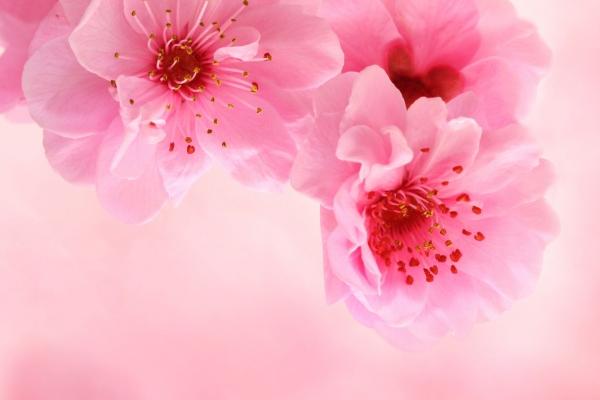 2023年农历正月十七出生的宝宝命运,五行缺什么