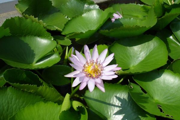 2022年腊月廿九此日是开张吉日吗 能否佳绩创事业红