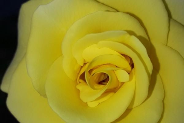 苏珊米勒  每日星座运势12.14