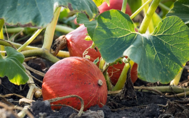 2023年春节期间助力双子感情走势的贵人星座