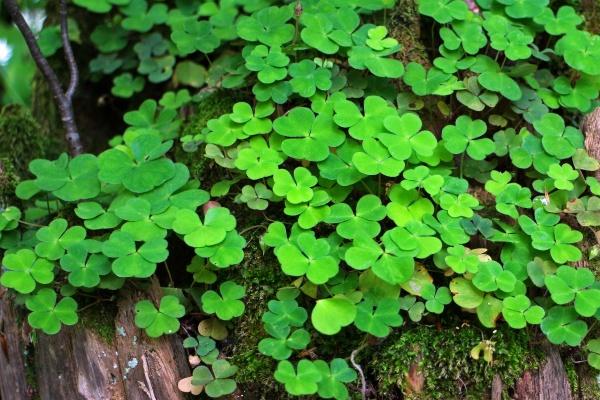 2023年天秤女财运怎么样详情分析  要足够理性