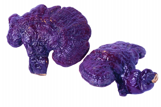 闹闹女巫  12星座今日运势1215