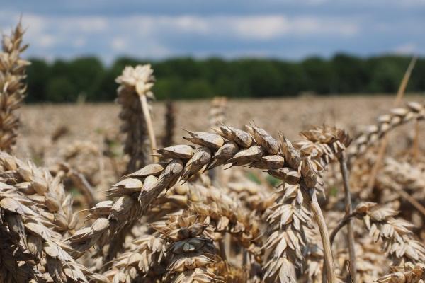 农历2023年正月初四出生的男宝宝五行缺什么,命运如何