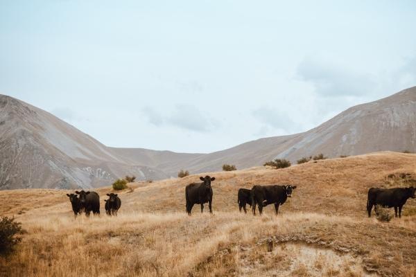 衰运走好运来,2023春节期间感情运爆棚的3星座