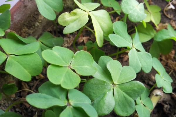 谁都别想套路他们!这3大星座看似小白兔,实则精着呢!