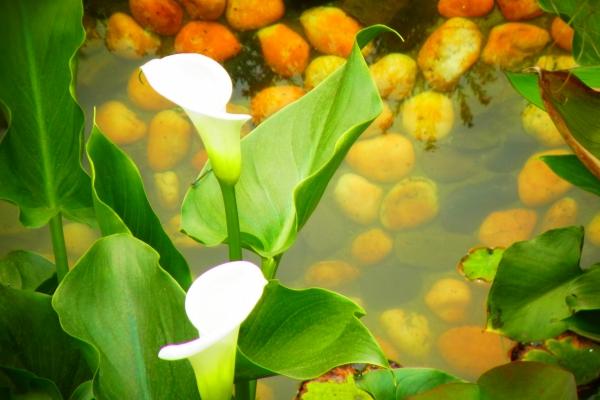 闹闹女巫  爱得再深，分手也能狠下心的星座