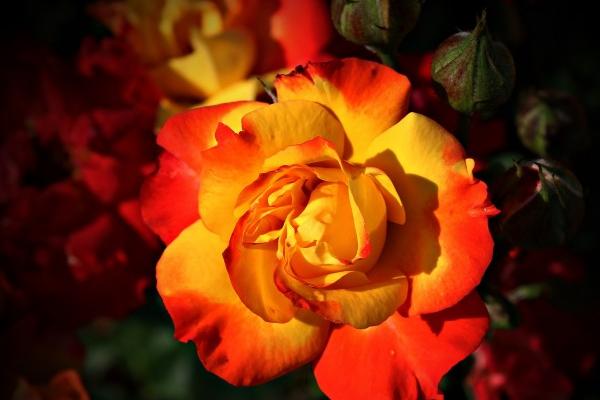 天蝎座在2023年春节期间的脱单圣地 忍不住产生好感