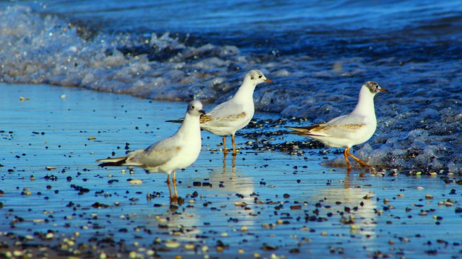 狮子座在2023年春节期间的脱单圣地 展现自我魅力
