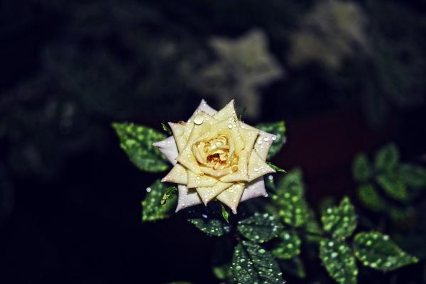 2023年处女座婚姻运春季运程详解  有何建议