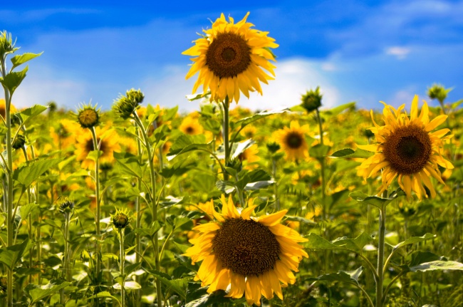 新婚处女座如何过2023新年 有何注意事项