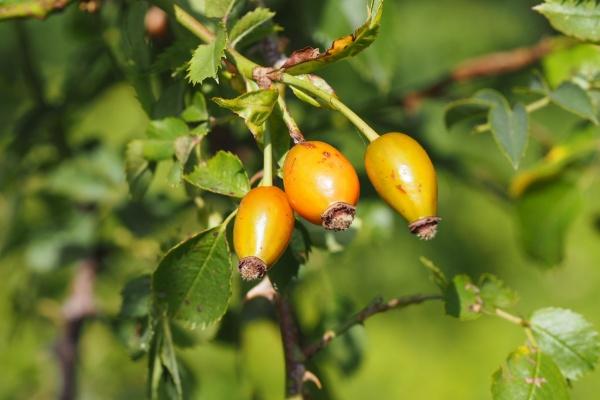 2023年1月10日搬家吉日一览表 此日搬家可否满园春色人长寿