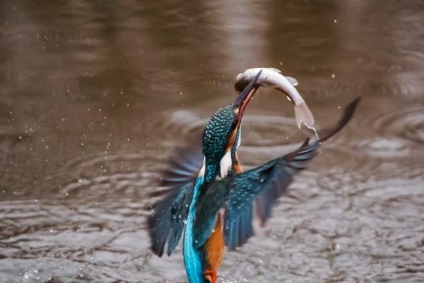 五行属水带财运的字 五行属水招财的公司名字