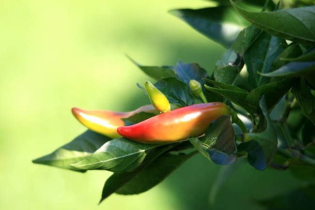 狂月天时  每日星座运势1220