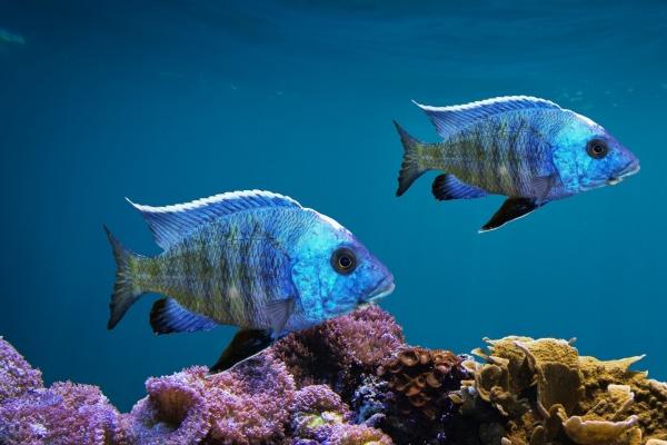 2023年阴历正月初九出生的男孩什么命,五行缺哪个