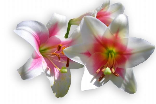 立春前春节后出生属啥 立春出生命运好不好