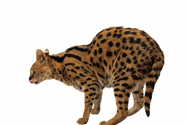 唐立淇  最难忘记初恋的5个星座，一个比一个念旧！