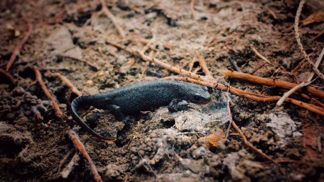 为啥要分南北方小年 南北小年有什么相同点吗