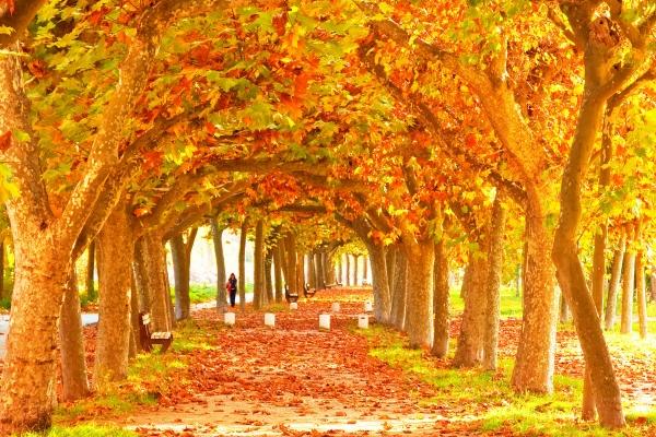 闹闹女巫  12星座今日运势1221