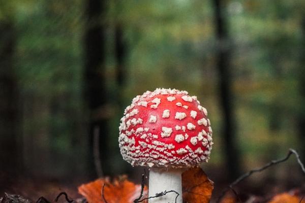 小年属于什么星座 2023年小年是哪一天