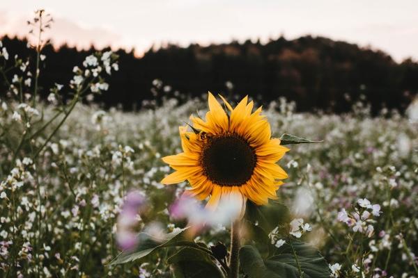 属兔天秤座2023本命年的爱情 该怎么表现？  　　