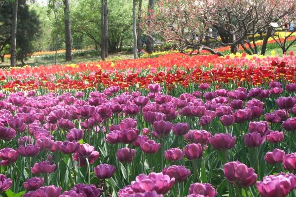 Alex  新月 | 今年最后一次许愿，12星座一起迎接新生！