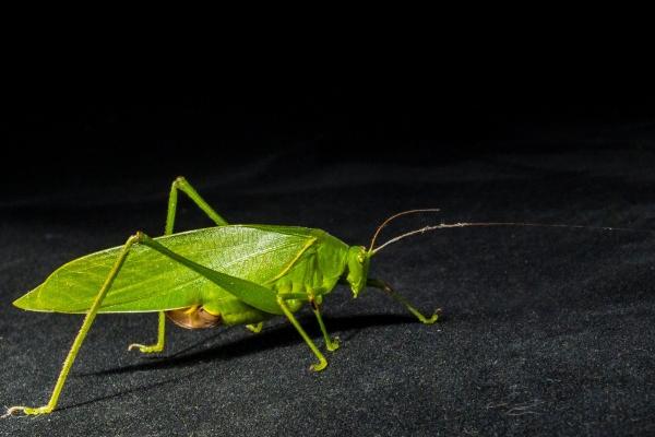 2023年天蝎女职场运旺不旺详情分析  具体了解