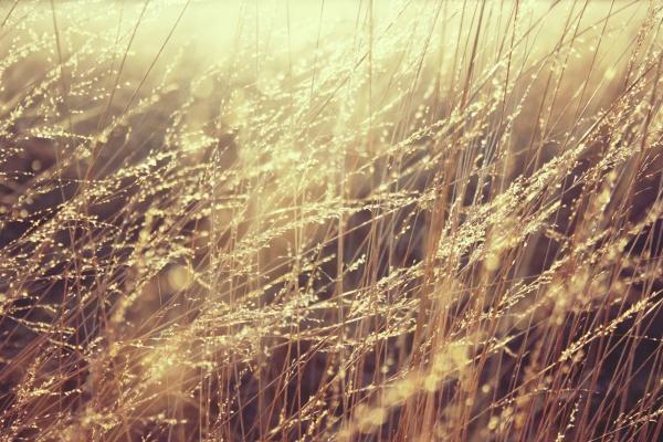 2023年金牛座女全年运势如何 升职加薪机会多多