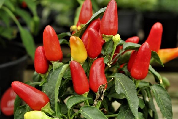 腊月初一生孩子有啥说法 财运良佳 先苦后甜