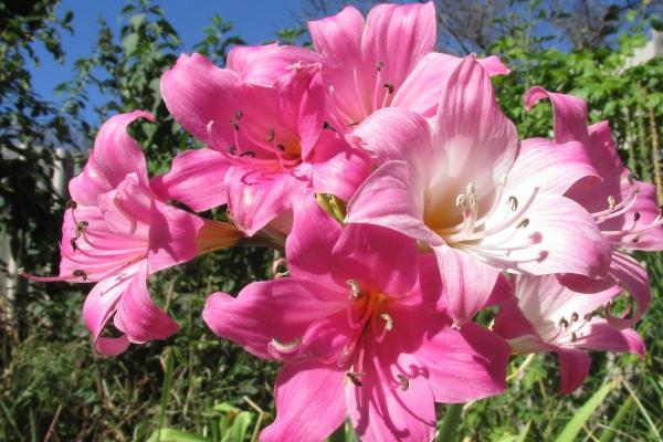 生辰八字查询:2023年农历正月十一出生八字是什么