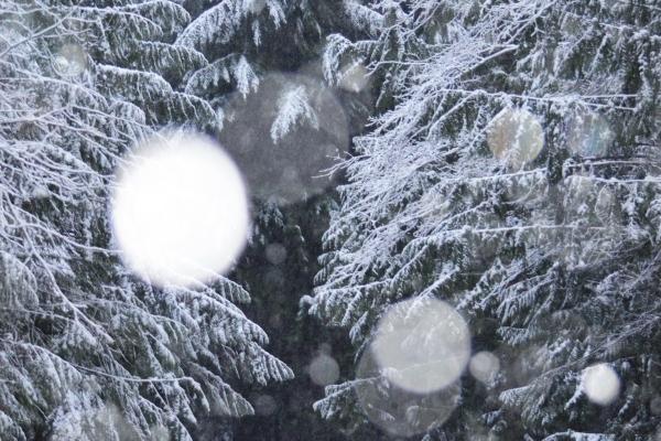 2023年1月11日适合搬新房吗 此日搬家是否喜鹊枝头笑颜开