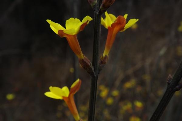 属兔金牛座2023本命年的爱情 单身者先苦后甜