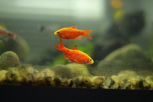 2023年1月20日适合入宅吗 此日搬家是否瑞气盈门淑景新