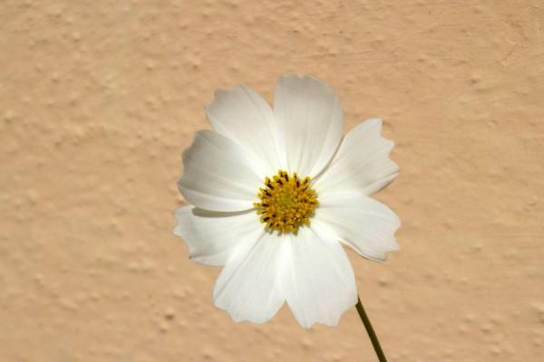 小年出生的女孩子好吗 小年出生的宝宝好不好