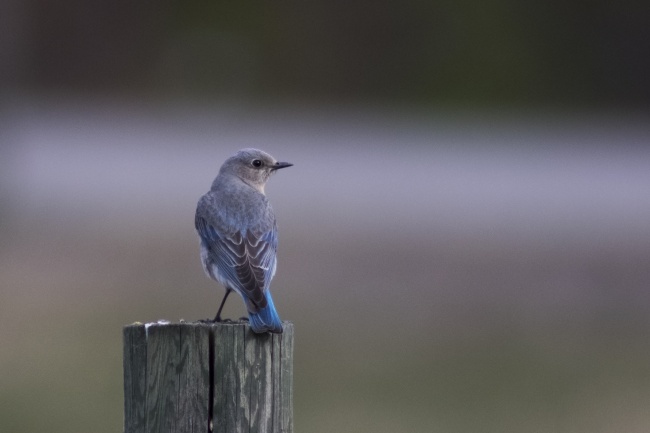 12星座2023大年初六打麻将有一个位置稳赢