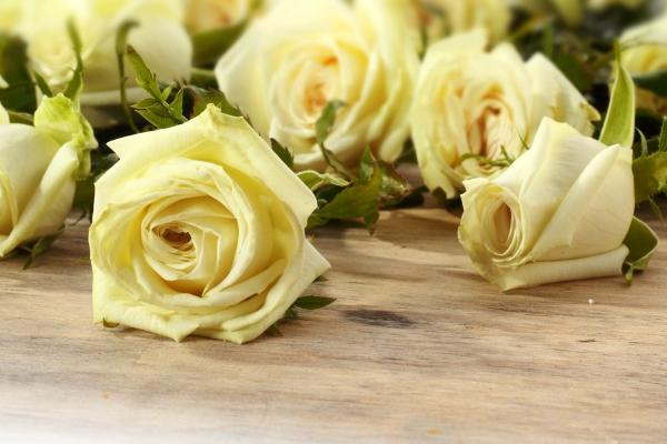 苏珊米勒  每日星座运势12.23