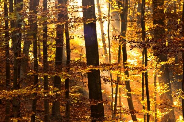 生辰八字查询:农历2023年正月十三出生八字是什么