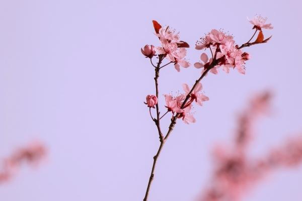 腊月二十出生的人命运如何 晚年运势大开